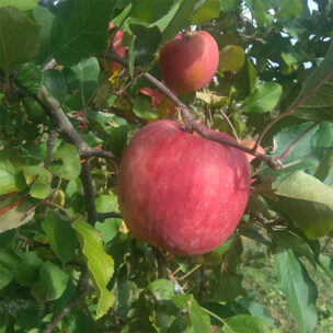 飯綱町のリンゴ