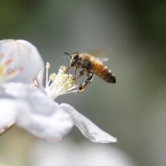 ネオニコチノイド系農薬について。健康への影響は？