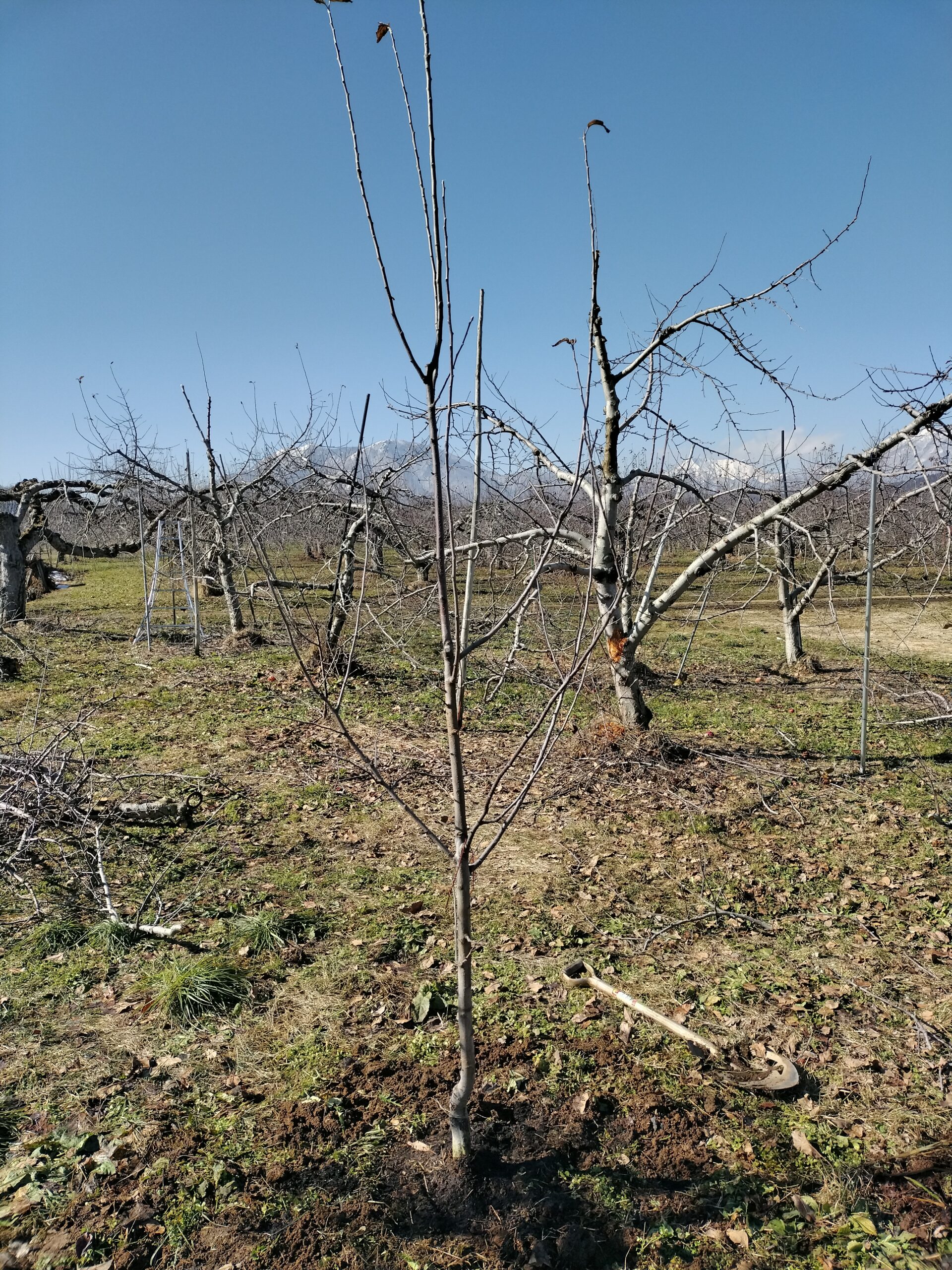 シナノスイート若木