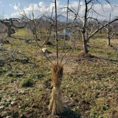 若木の植え替え作業