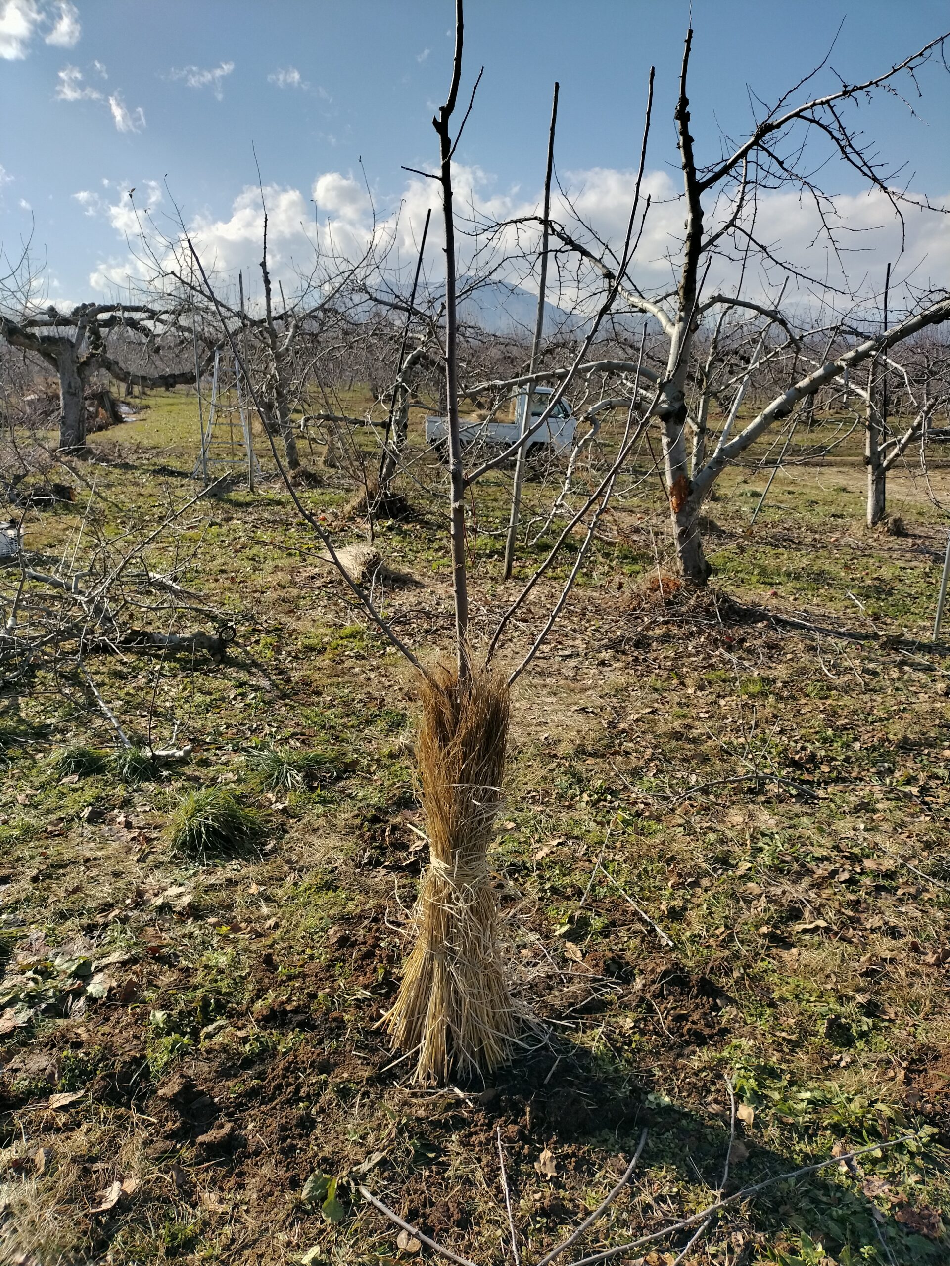 若木の藁巻き