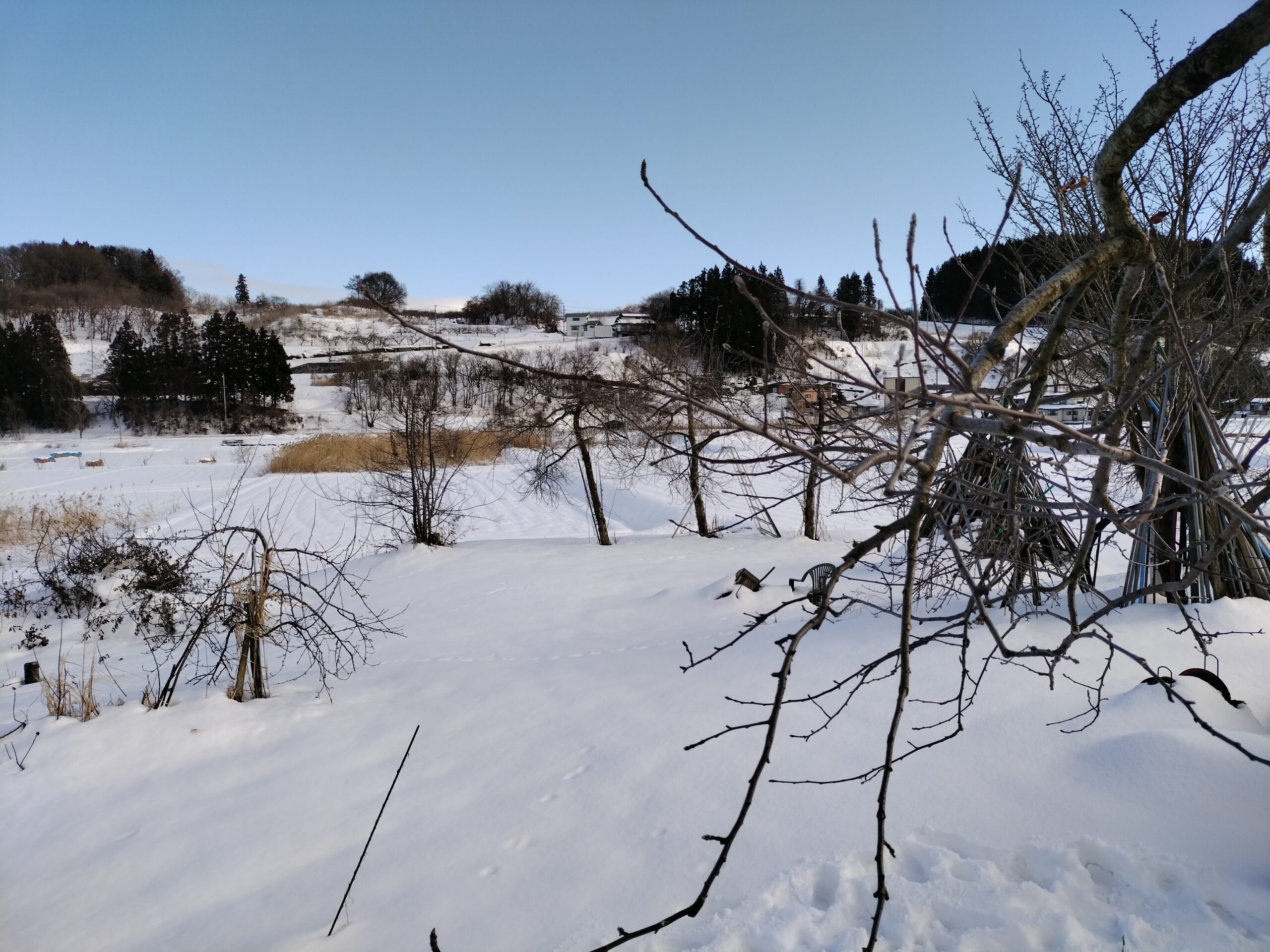 道法スタイル剪定