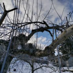 道法スタイル剪定講習会に参加してきました