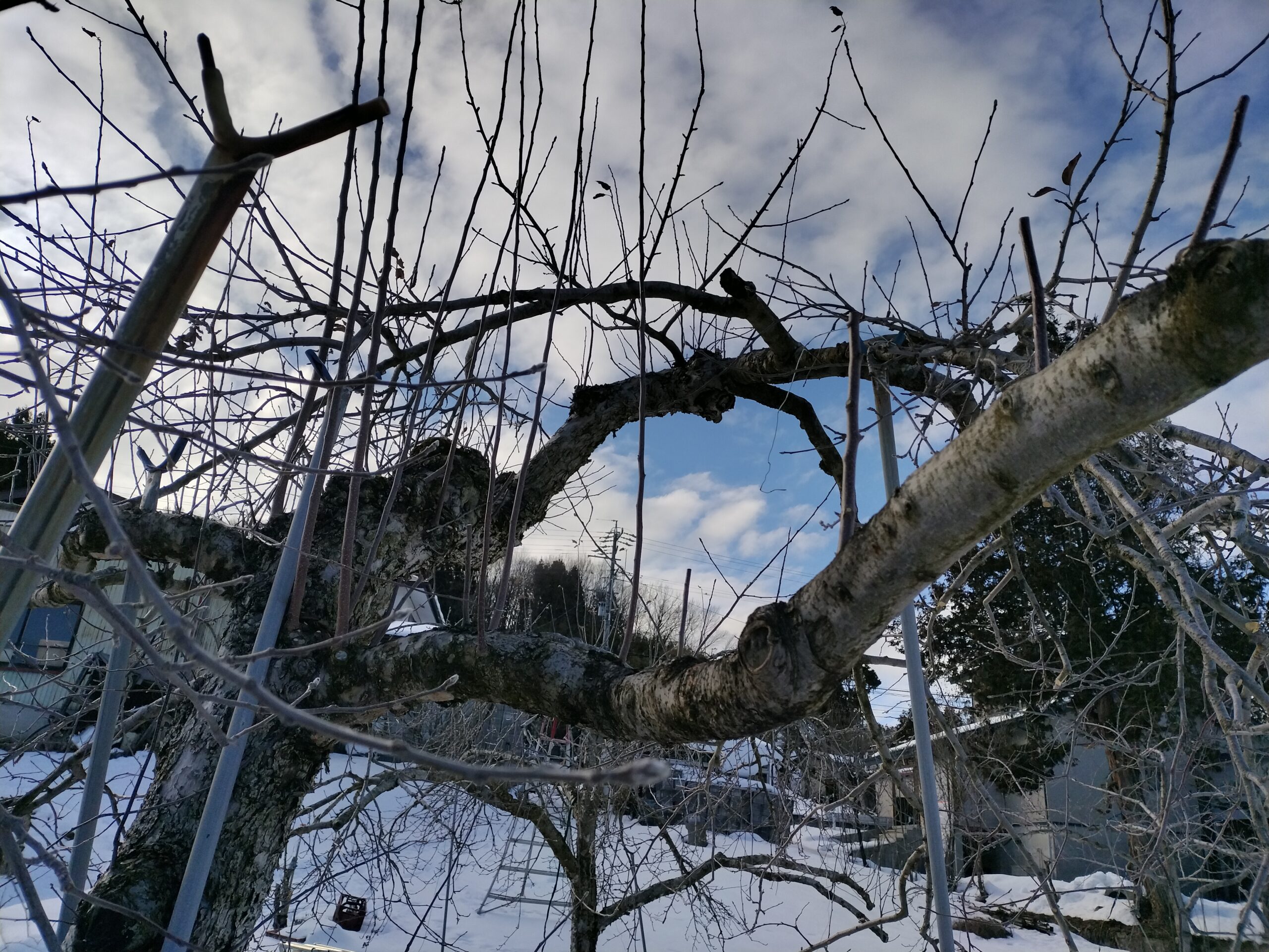 道法スタイル剪定