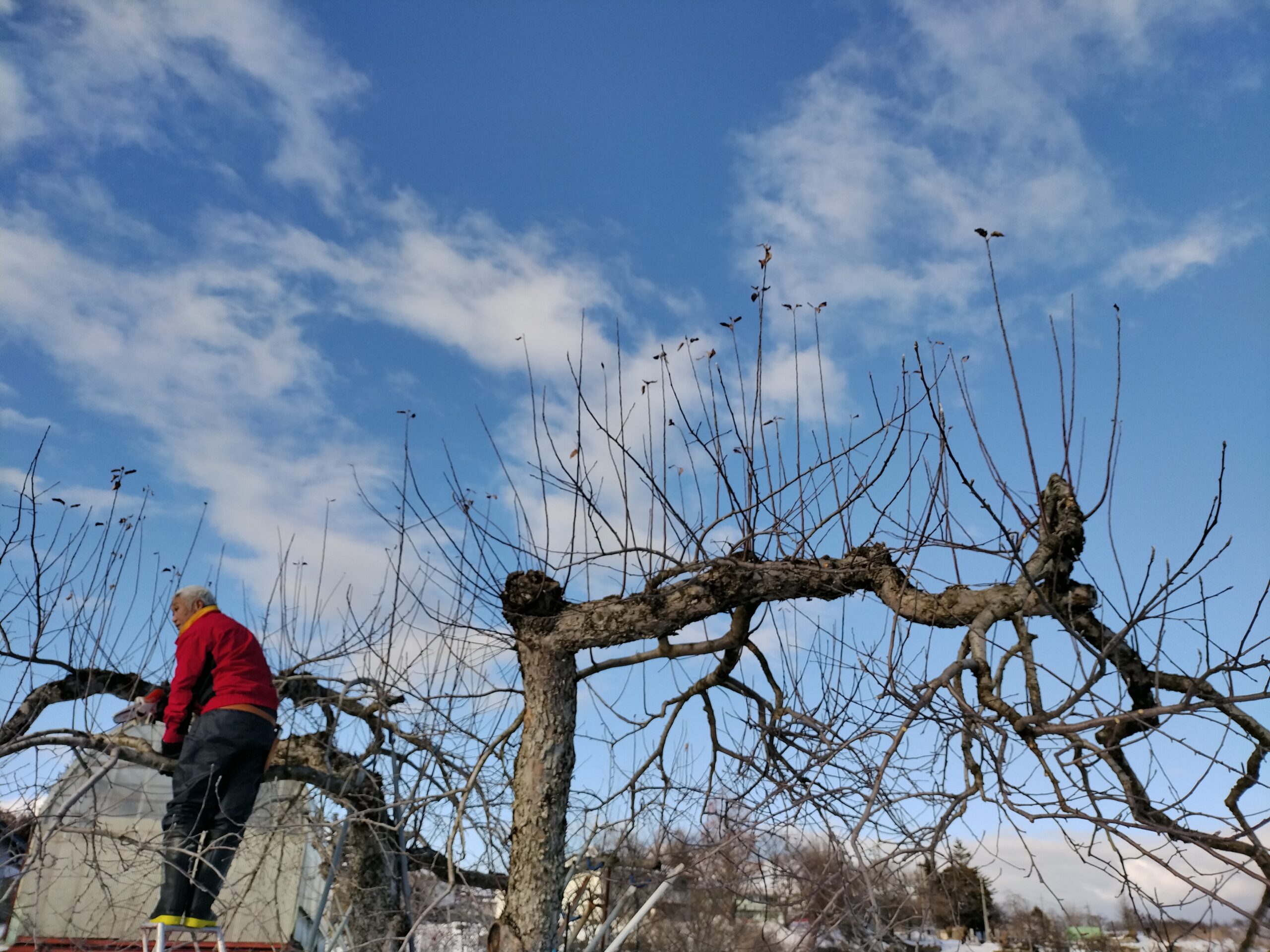 道法スタイル剪定