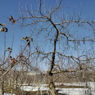 りんごフラン病の剪定