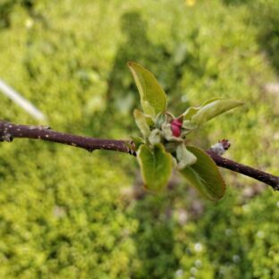 展葉しました。霜害発生？