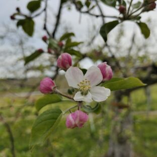 過去最速での開花