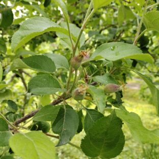 摘果作業が始まりました