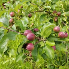 シナノドルチェ