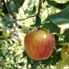 暑い～　そしてりんごも日焼けしてます