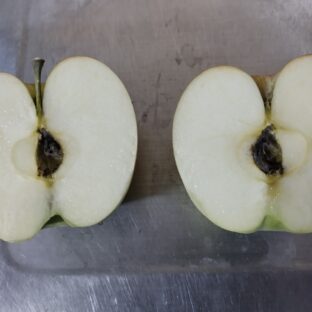 シナノスイート　芯カビ果を見破れ