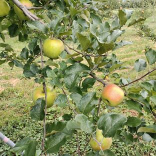 シナノスイート　葉摘みってこんな感じ