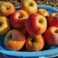 ムーンルージュ　5㎏