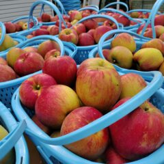 シナノスイート収穫始まりました