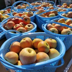 いよいよ晩生種収穫