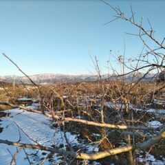 今年も剪定始めました