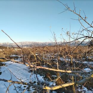 今年も剪定始めました