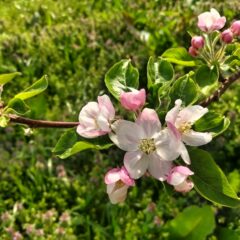 開花そして受粉