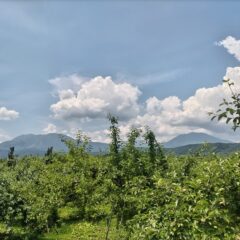 順調に育ってます