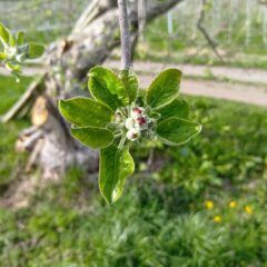 剪定完了！りんごは展葉期