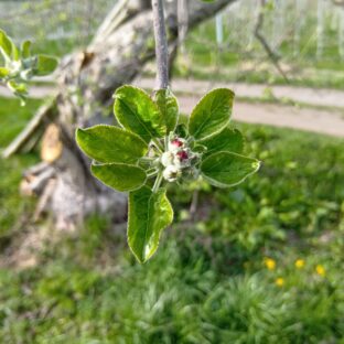 剪定完了！りんごは展葉期