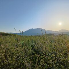 りんごの木の上から