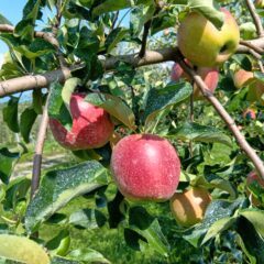 今年もりんごの収穫が始まってます