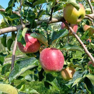 今年もりんごの収穫が始まってます