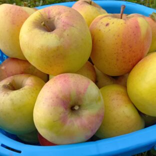 ぐんま名月　３ｋｇ